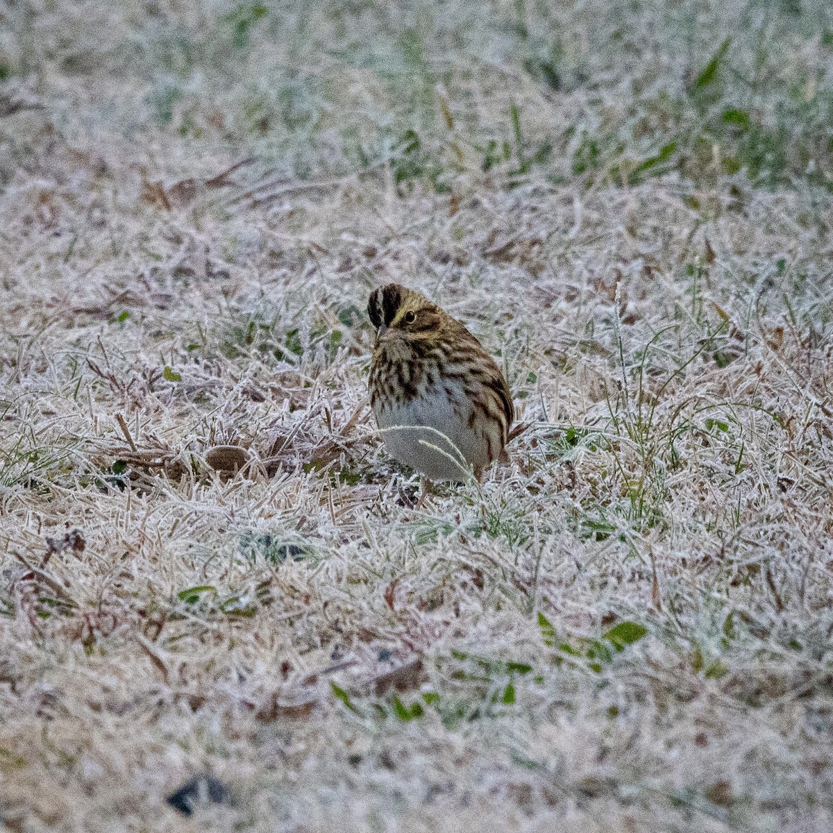 Bruant des prés - ML644801950