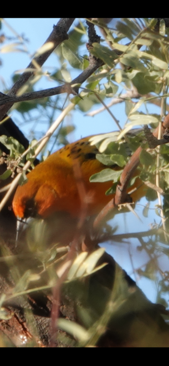 Oriole à dos rayé - ML644801951