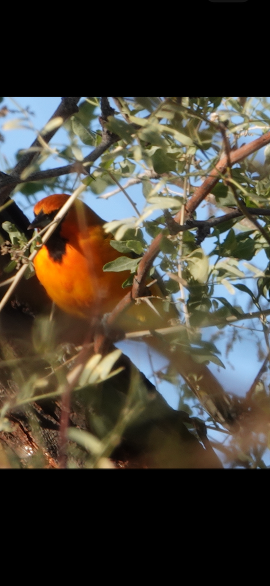 Oriole à dos rayé - ML644801952