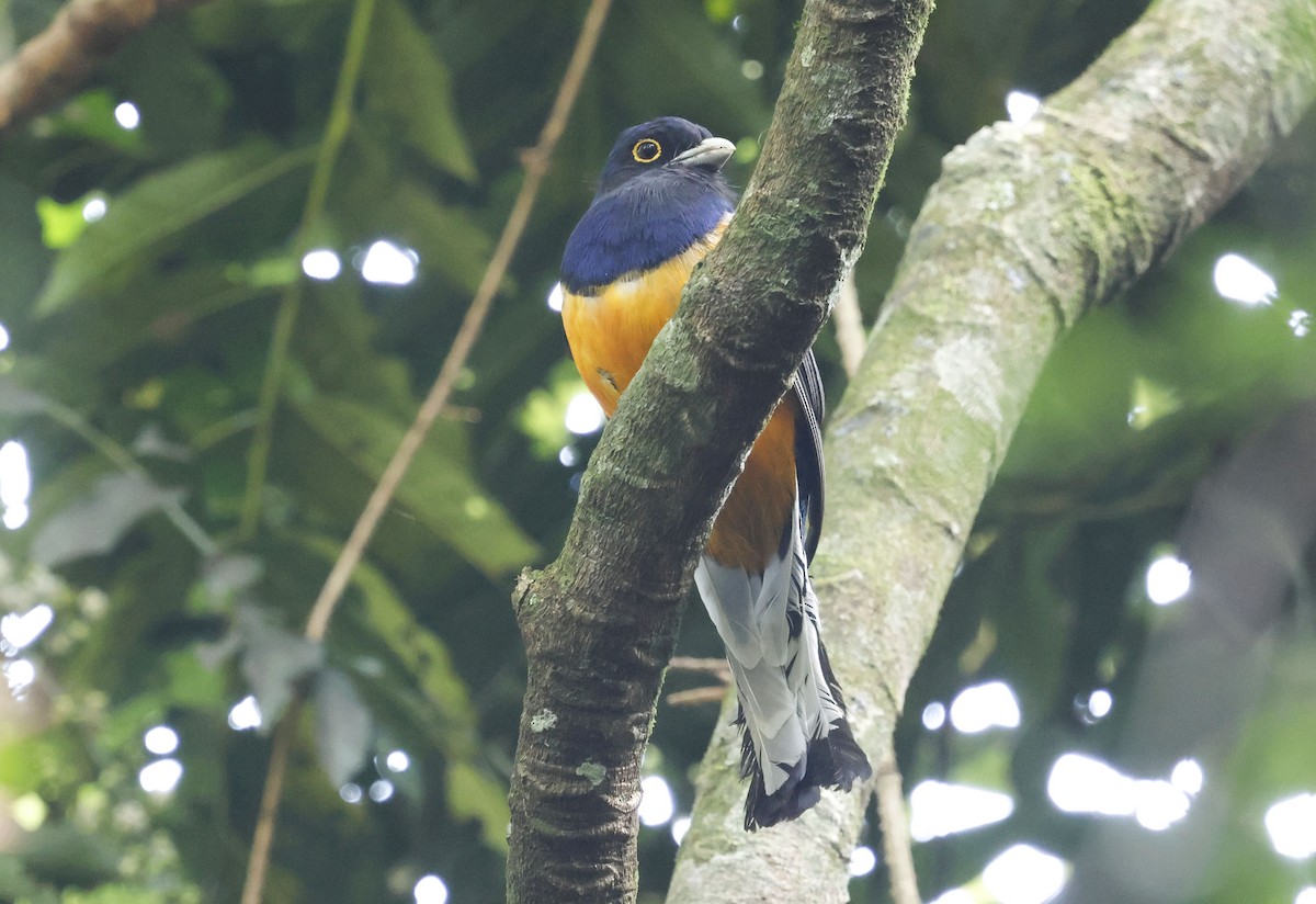 Trogon surucua - ML644801953
