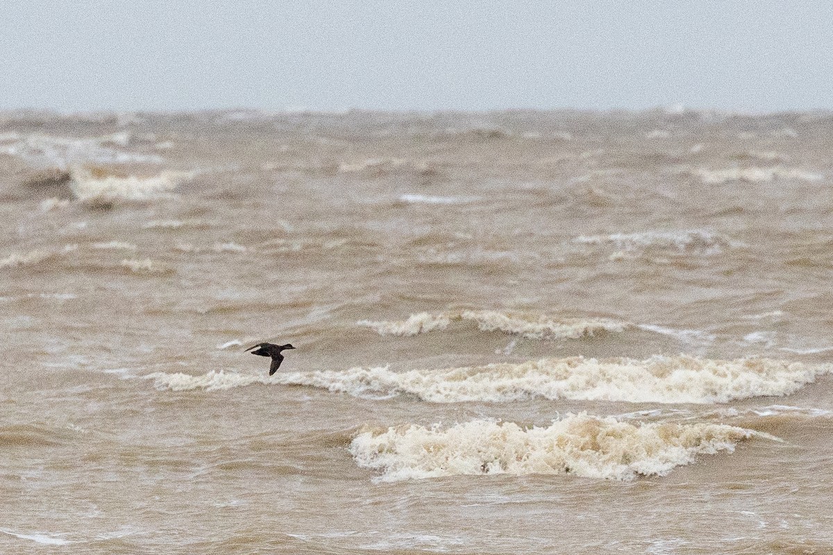 Macreuse à bec jaune - ML644801957