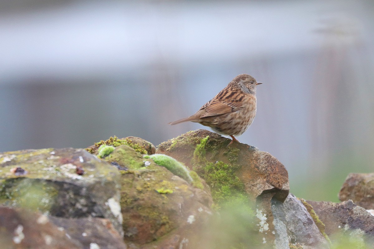 Accenteur mouchet - ML644801958