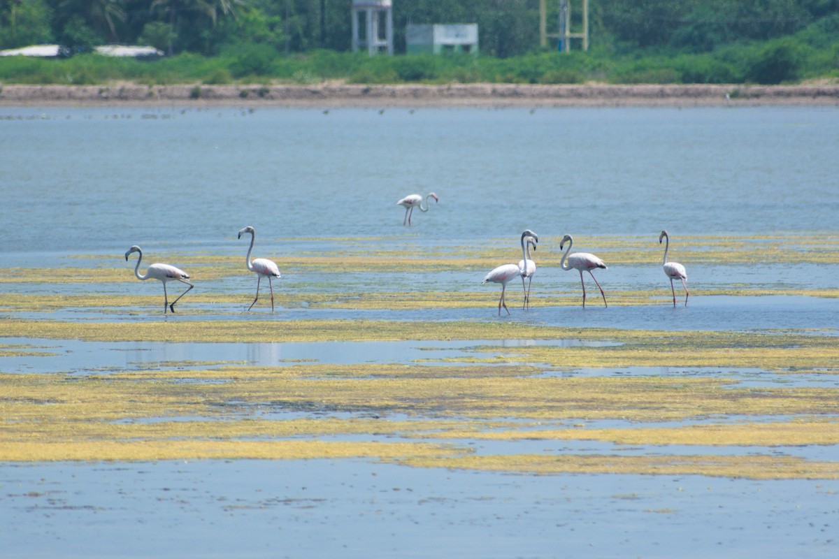 Greater Flamingo - ML644801960