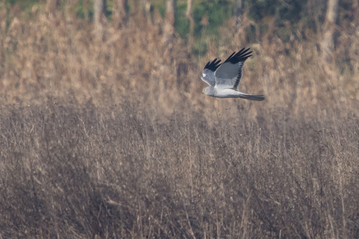Busard Saint-Martin - ML644801962