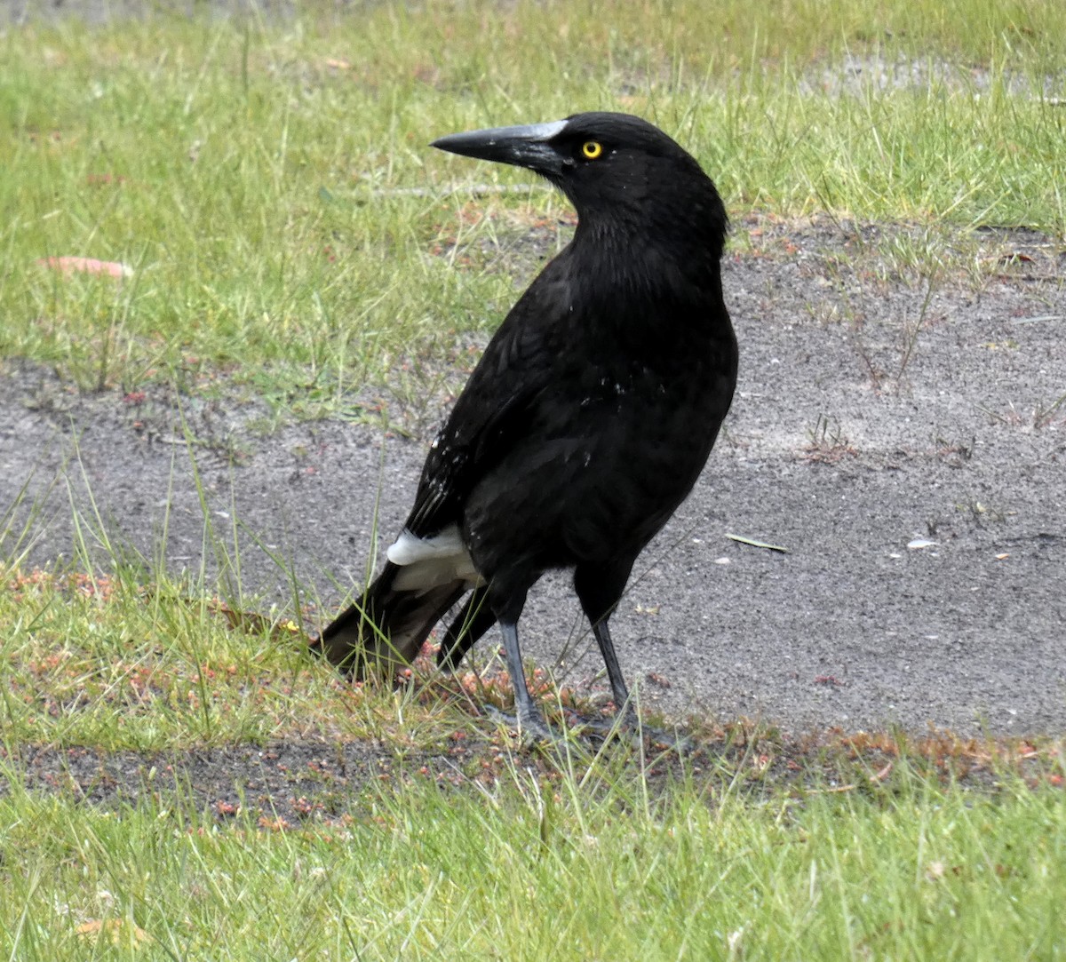 Gray Currawong - ML644801984