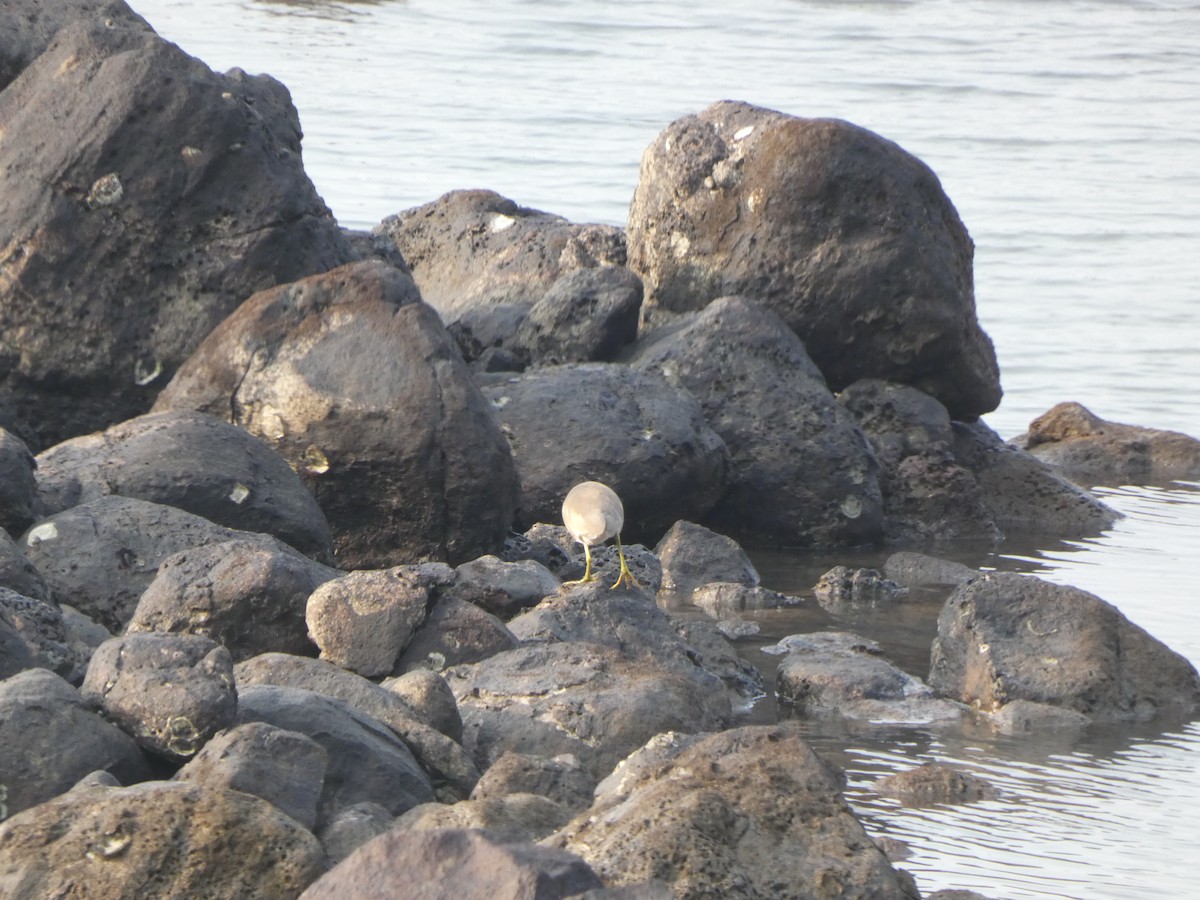 Индийская прудовая цапля - ML644801985