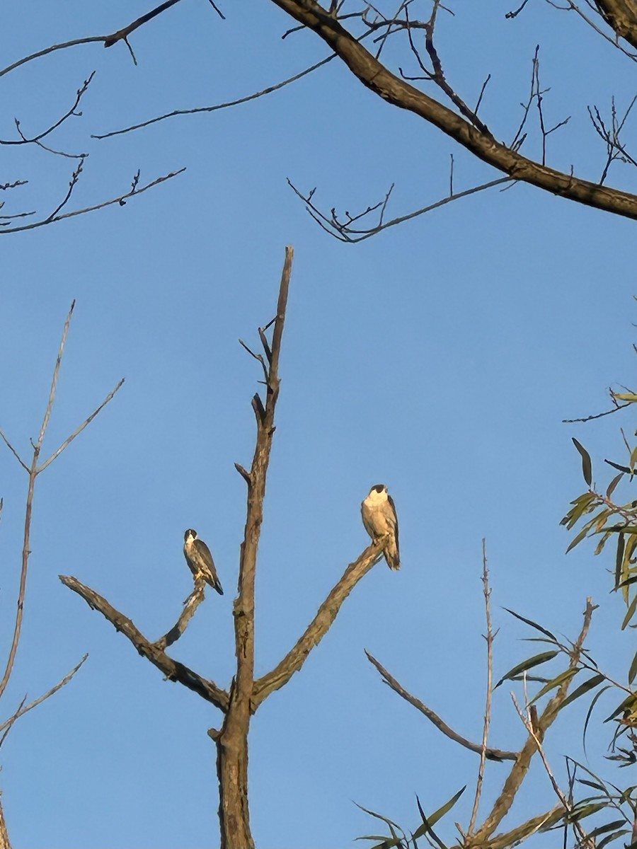 遊隼 - ML644801998