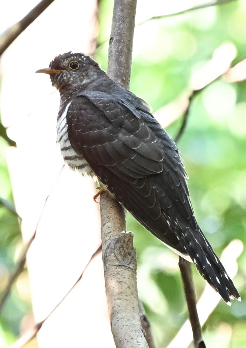 Lesser Cuckoo - ML644802000