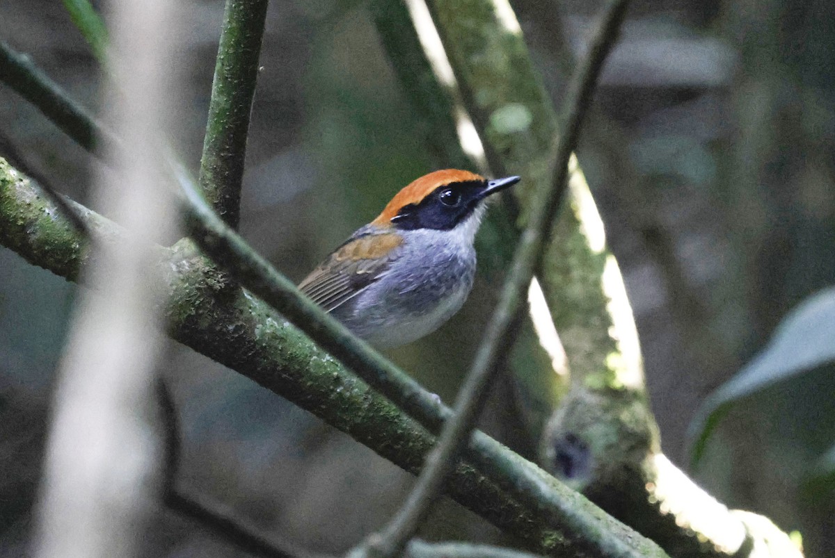 Black-cheeked Gnateater - ML644802037