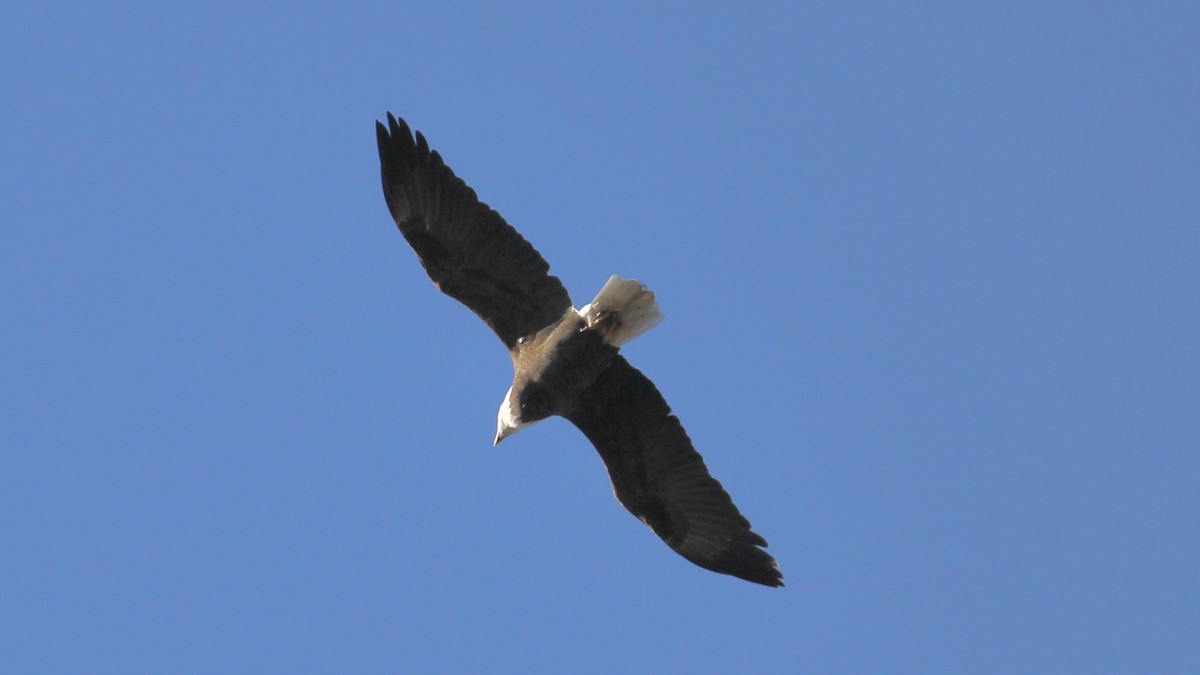 Bald Eagle - ML644802039