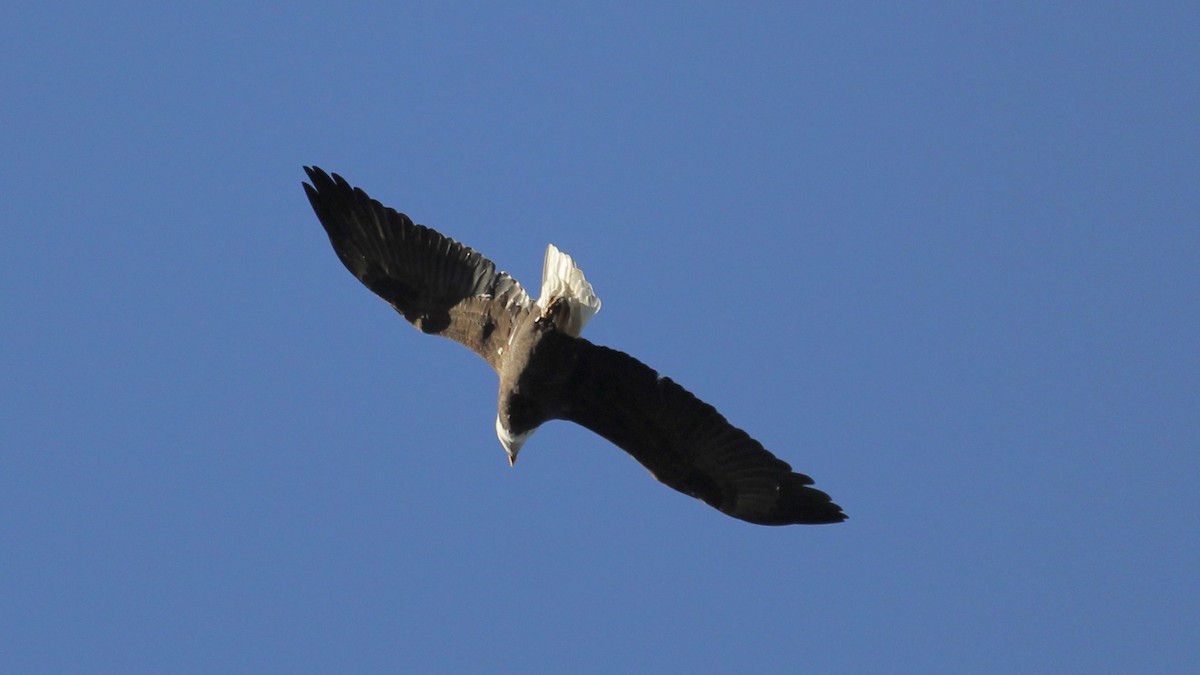 Bald Eagle - ML644802042