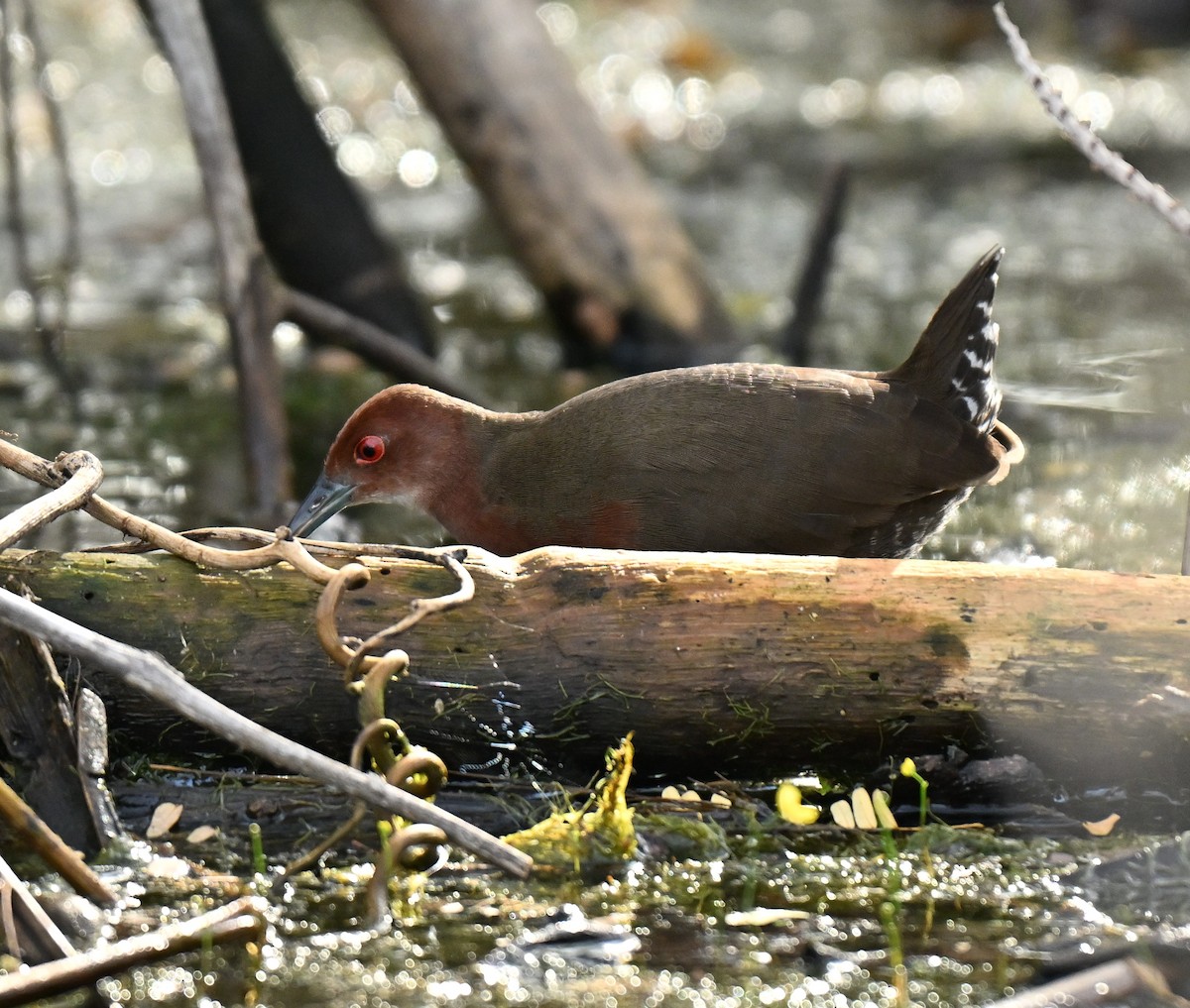 Ruddy-breasted Crake - ML644802044