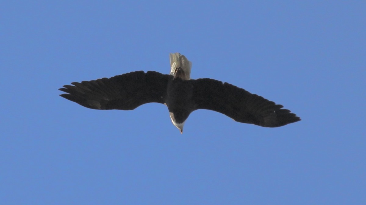 Bald Eagle - ML644802050