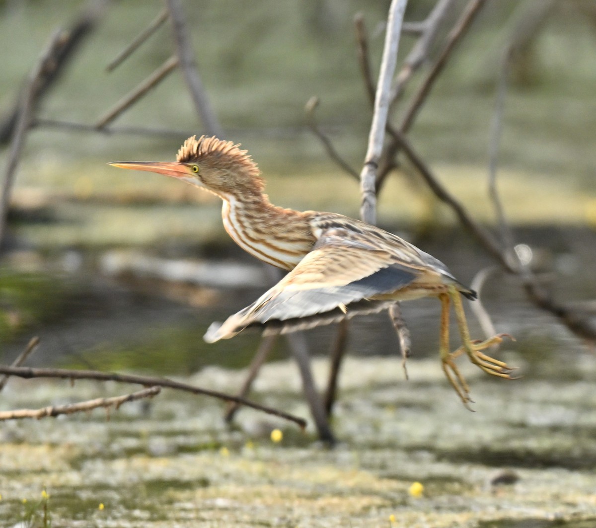 Yellow Bittern - ML644802054