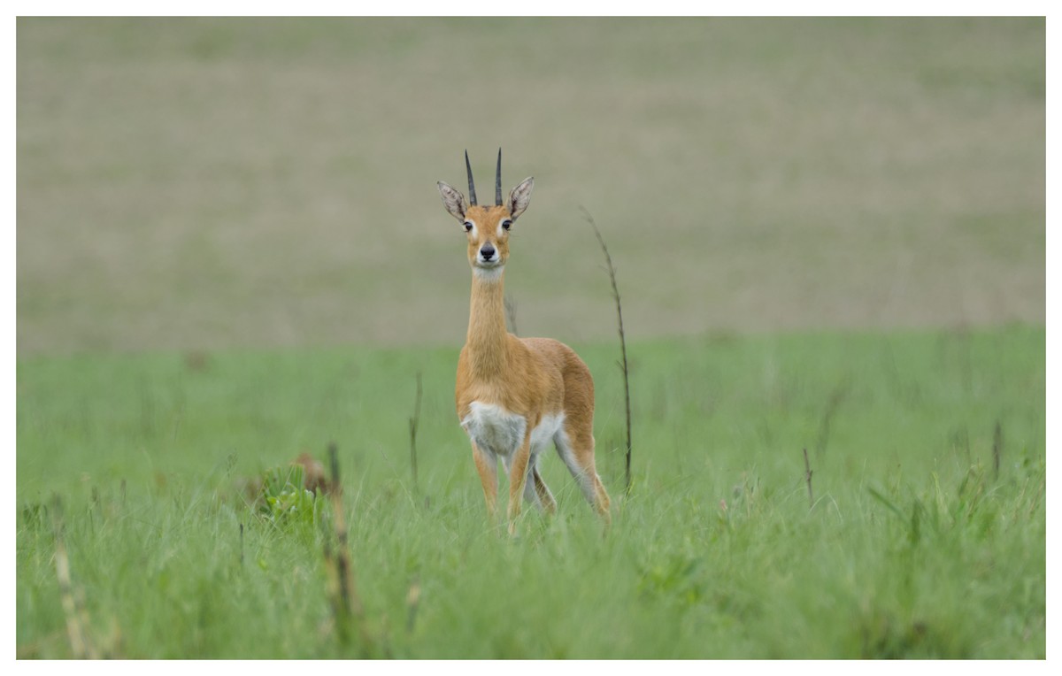 Oribi - ML644802057