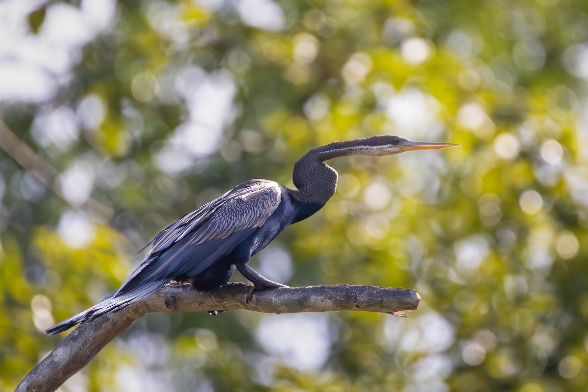 orientslangehals - ML644802058