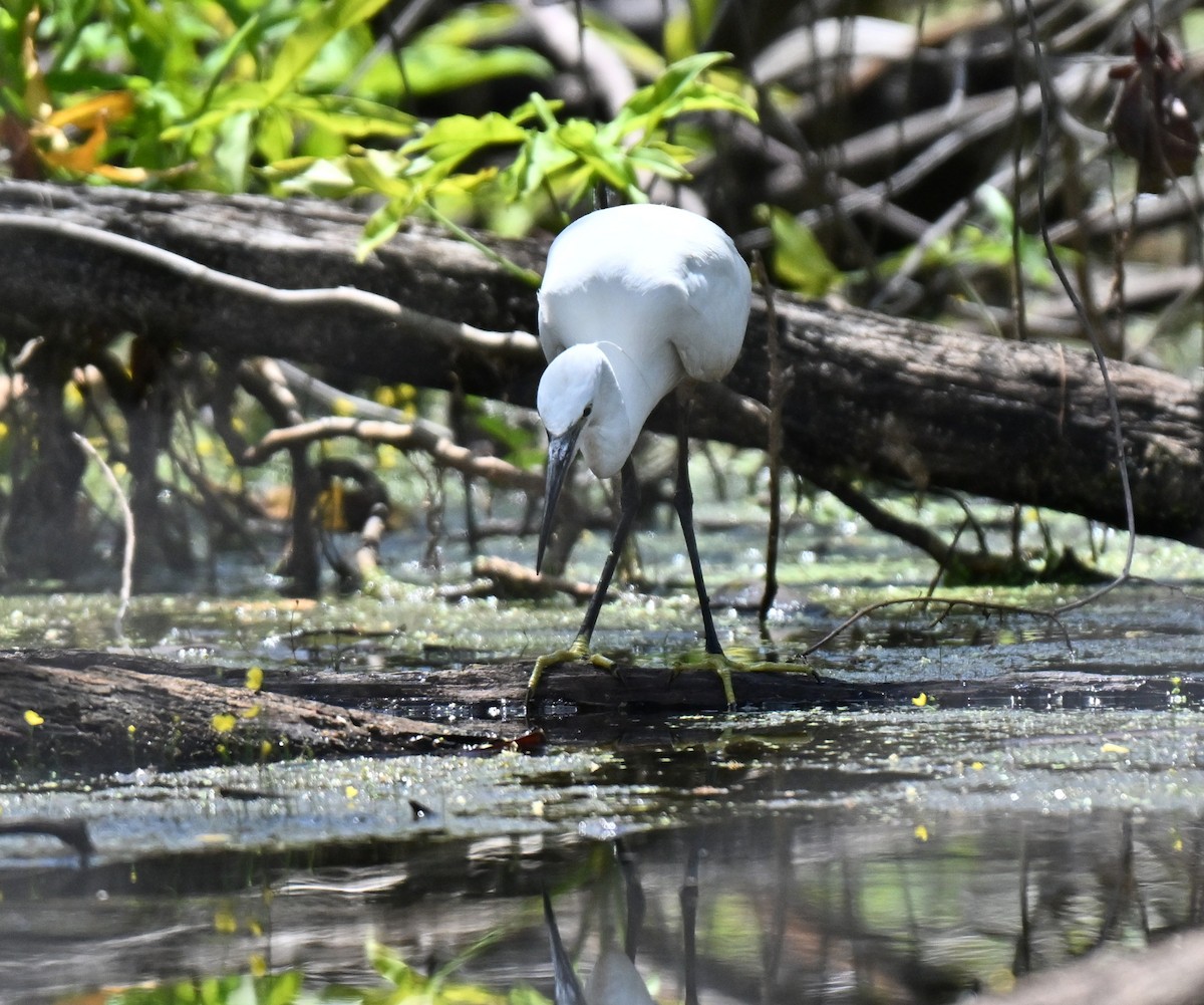 Little Egret - ML644802059