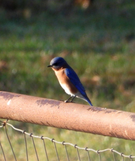 Eastern Bluebird - ML644802091