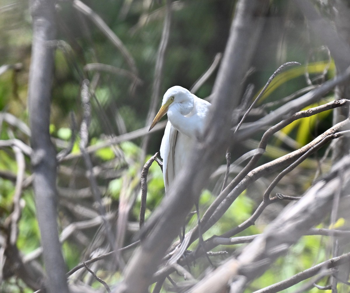 Great Egret - ML644802092