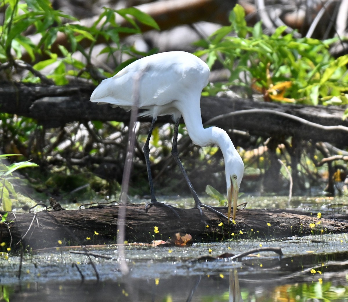 Great Egret - ML644802093