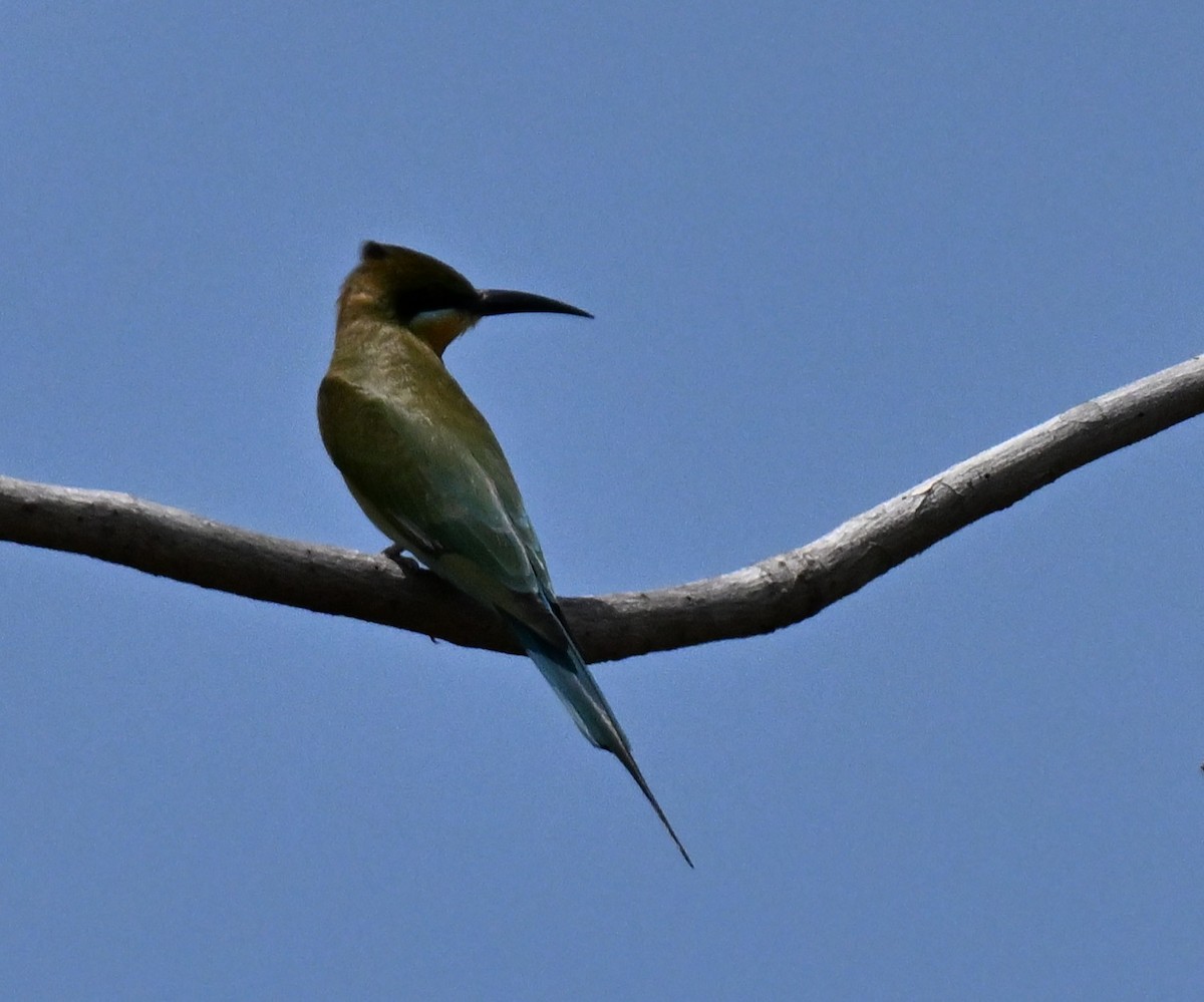 Blue-tailed Bee-eater - ML644802098