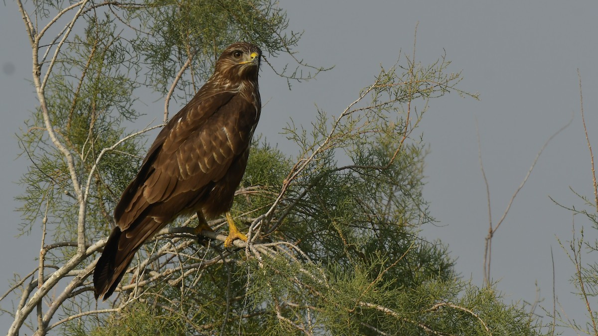 Common Buzzard - ML644802099