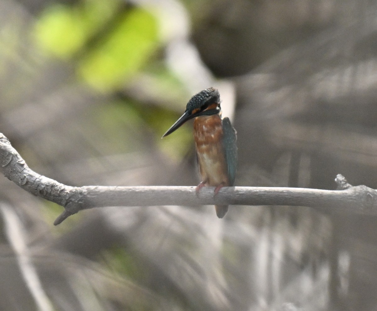Common Kingfisher - ML644802104