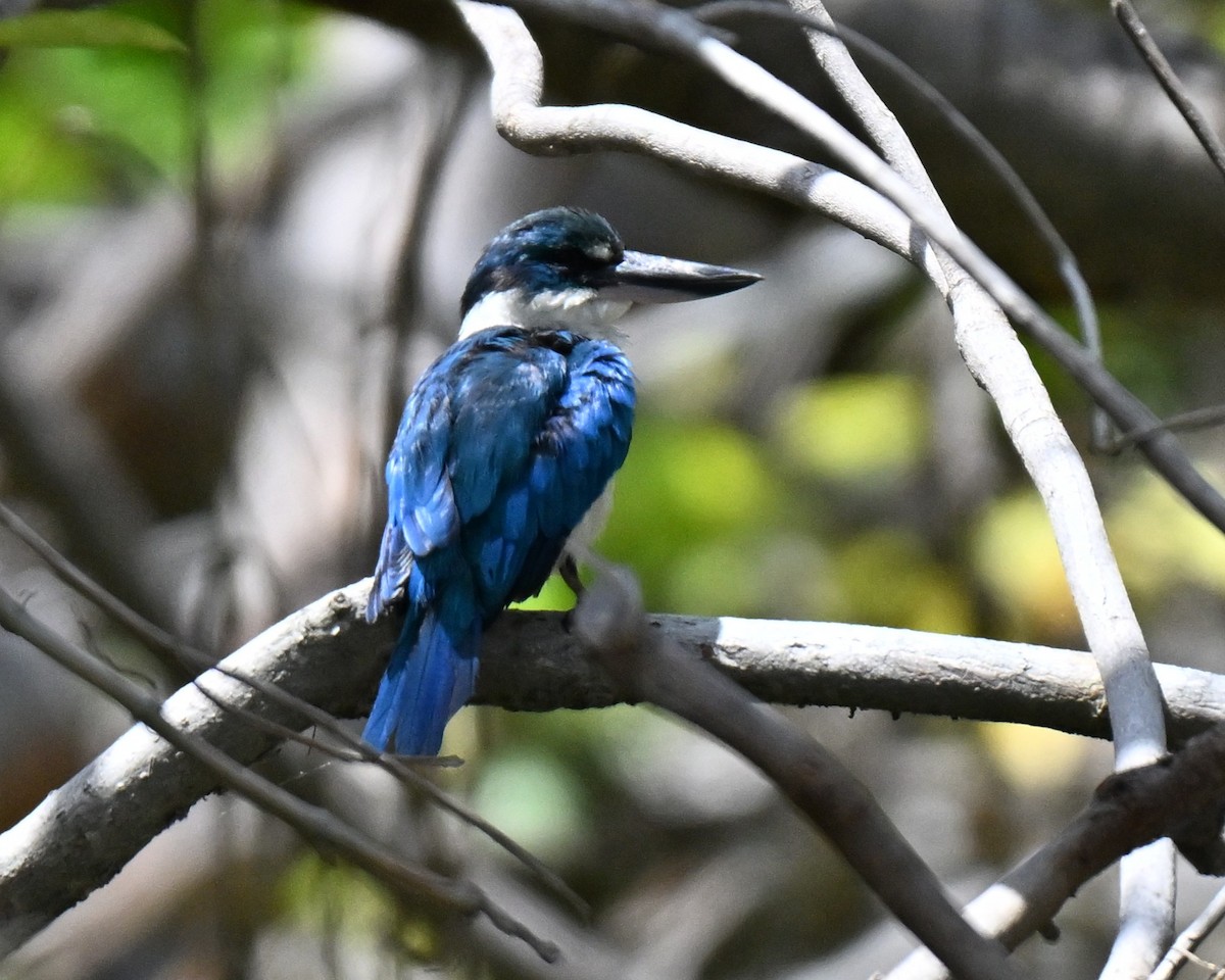Collared Kingfisher - ML644802124