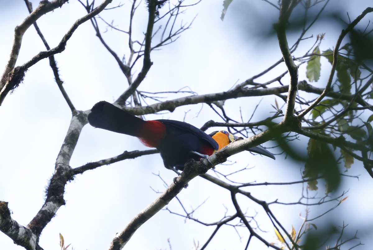 Channel-billed Toucan (Ariel) - ML644802132