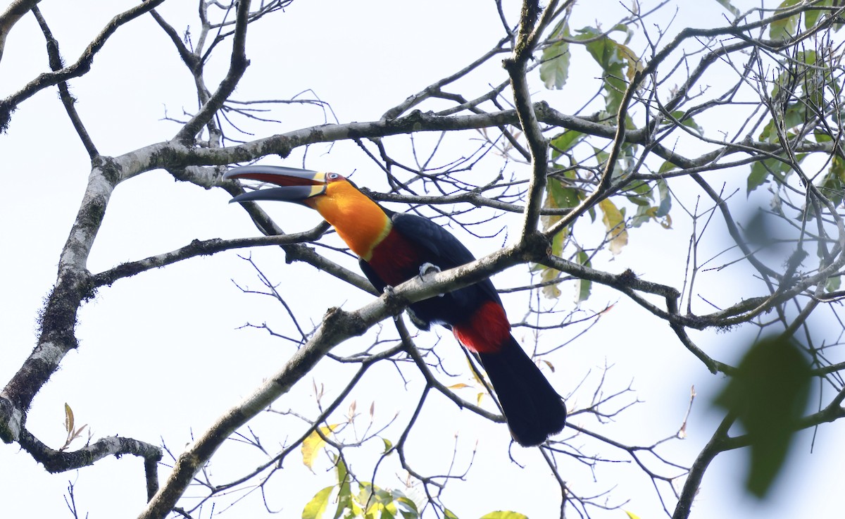 Channel-billed Toucan (Ariel) - ML644802133