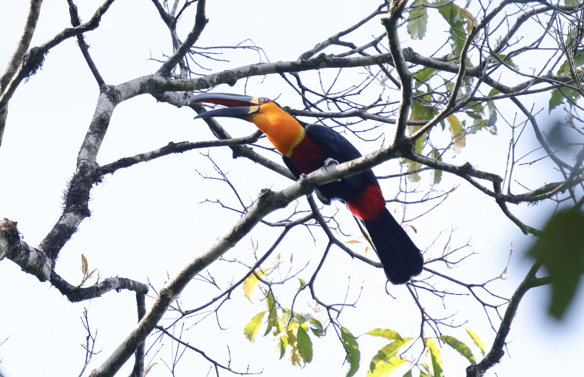 Channel-billed Toucan (Ariel) - ML644802134