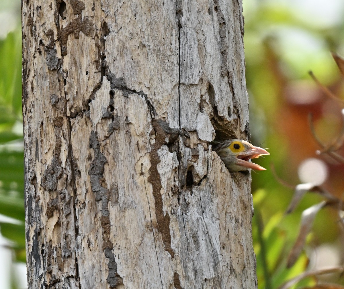 Lineated Barbet - ML644802138