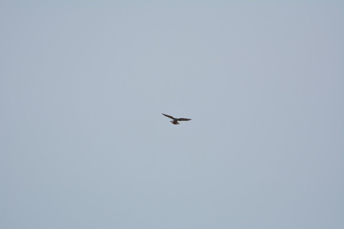 Red-footed Falcon - ML644802139