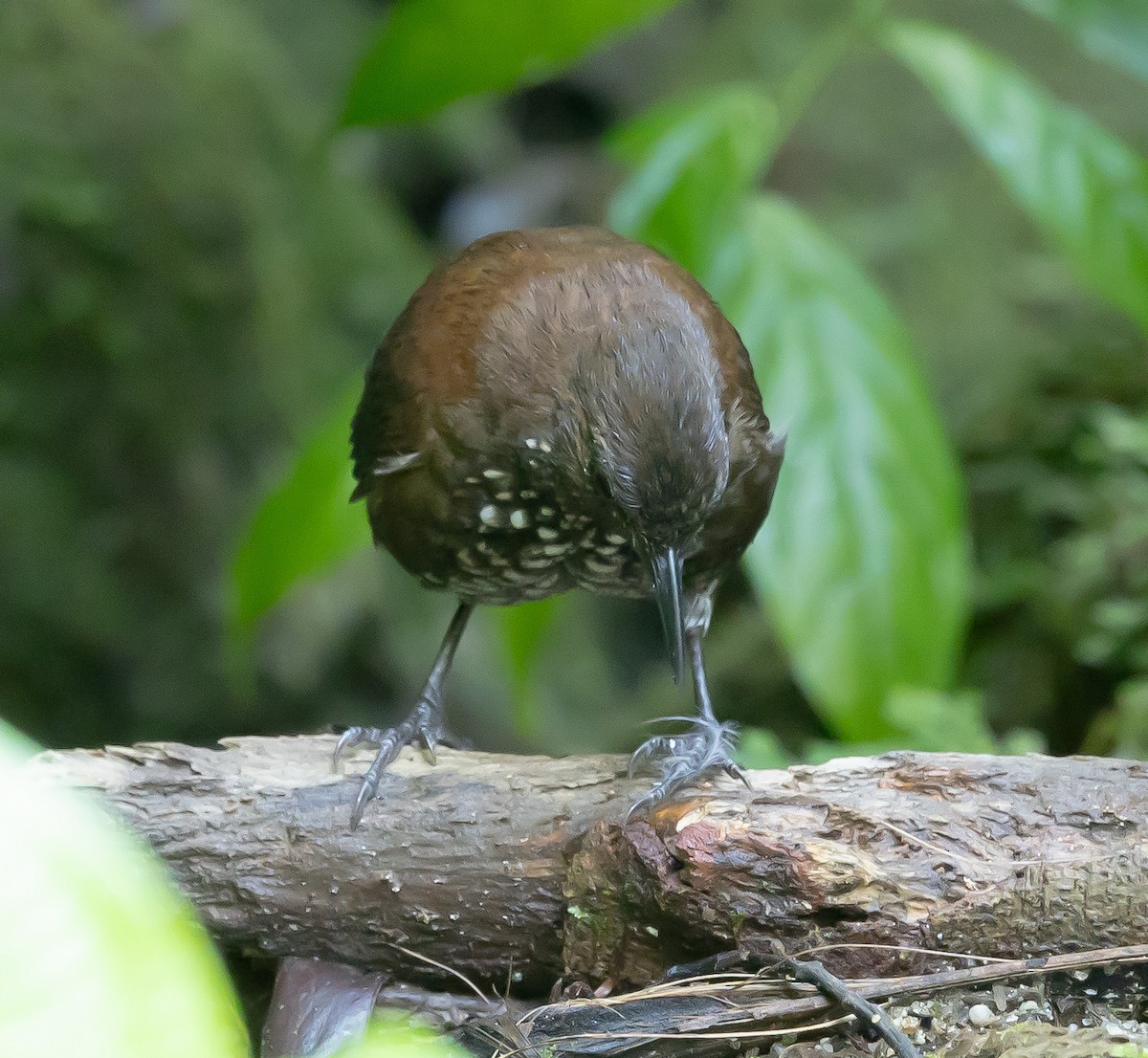 Sharp-tailed Streamcreeper - ML644802141