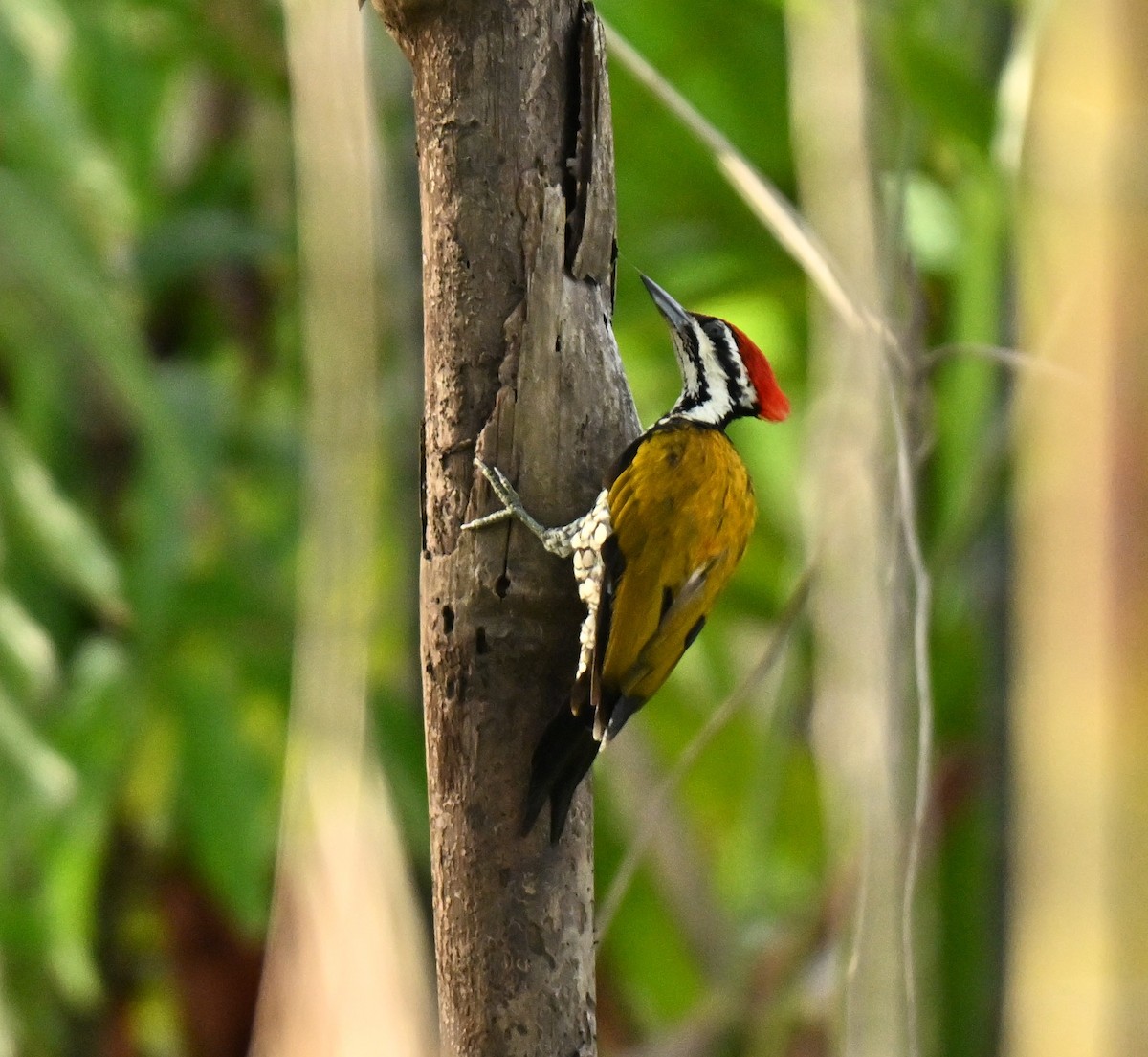 Common Flameback - ML644802159