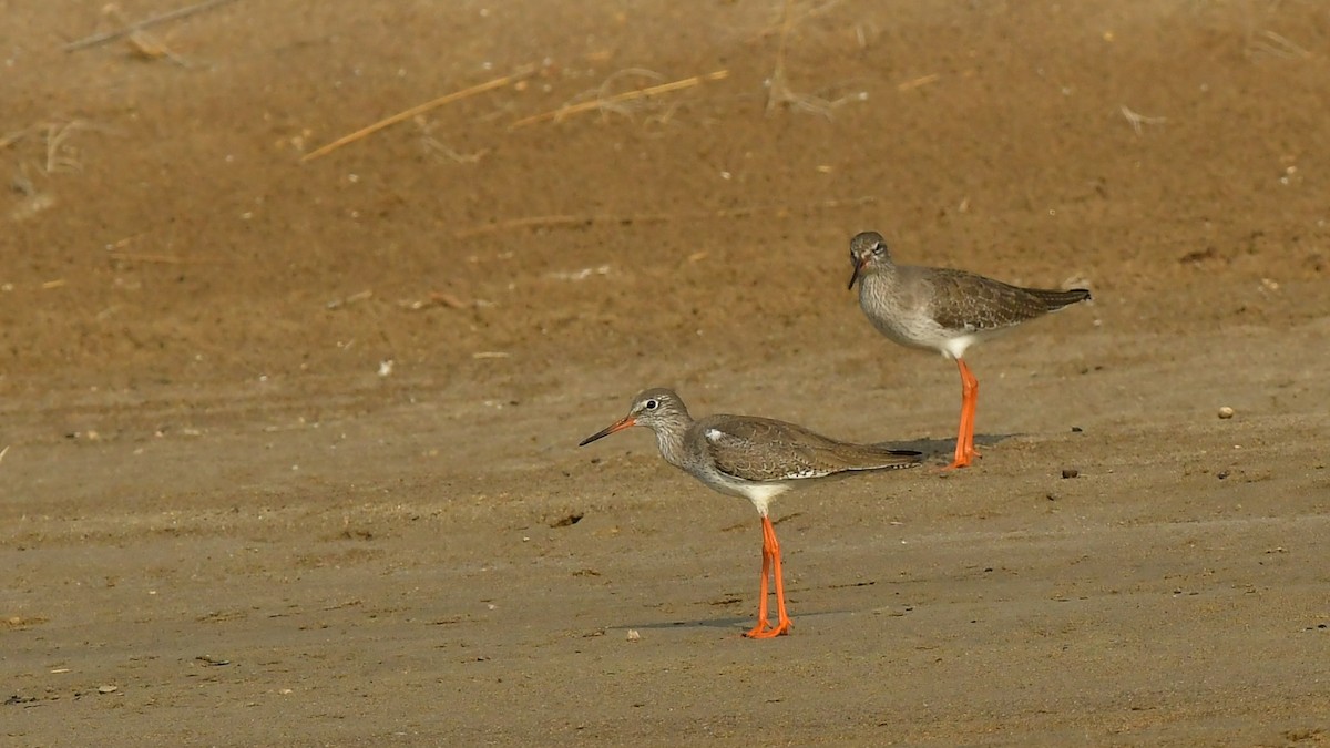 Common Redshank - ML644802163