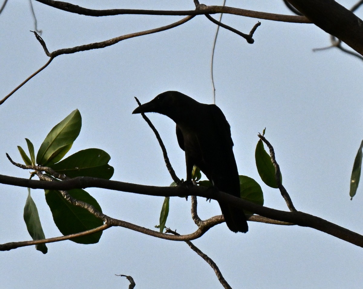 House Crow - ML644802166