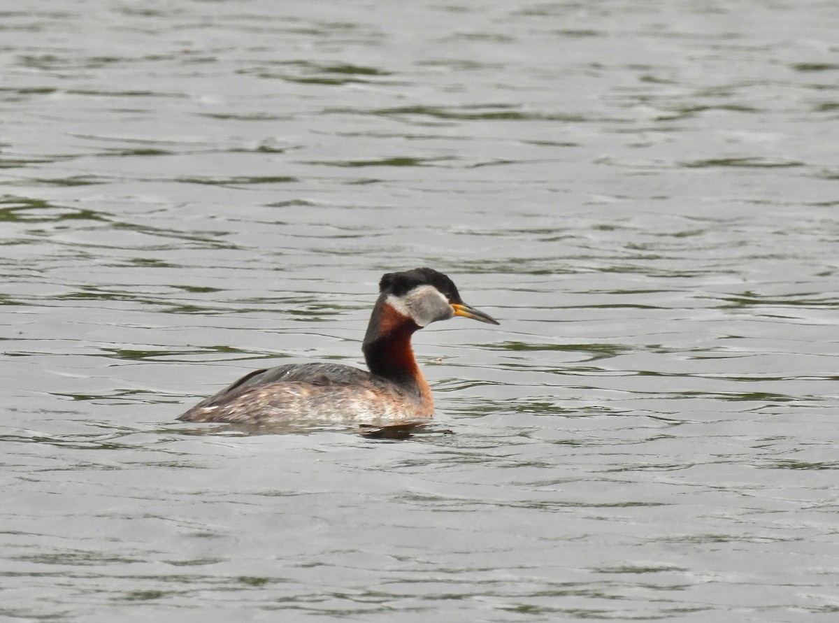 Буурал шунгуур - ML644802167