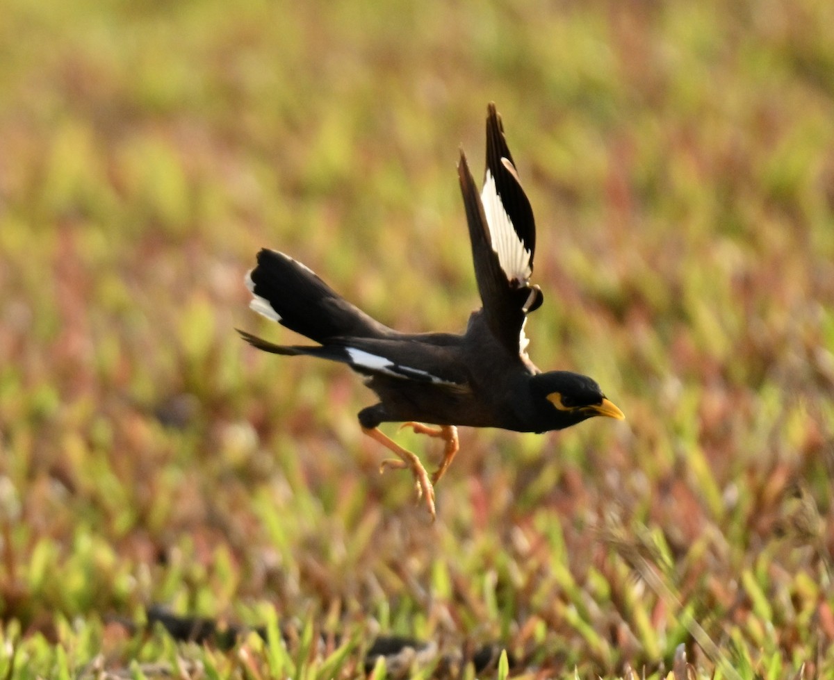 Common Myna - ML644802179