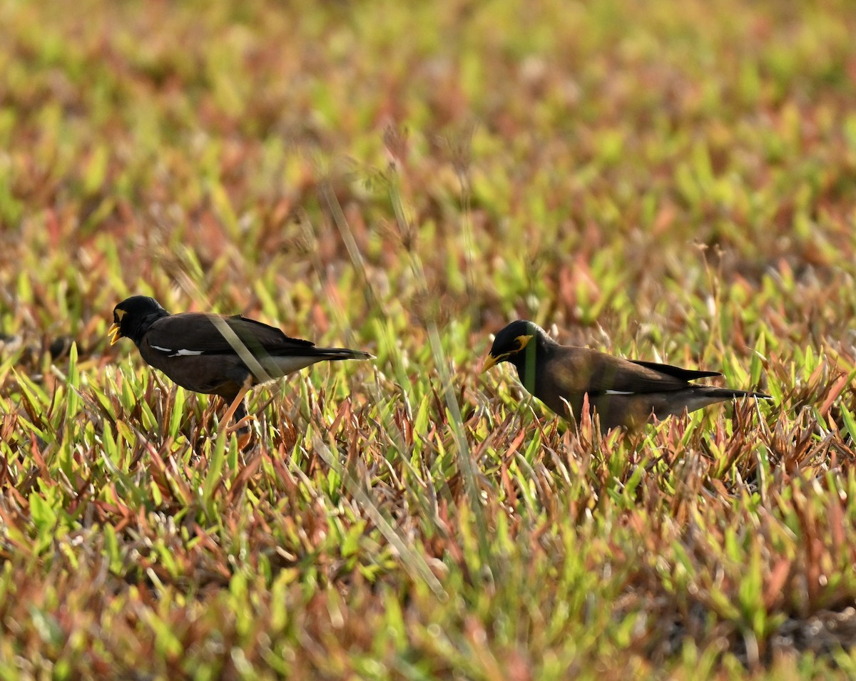Common Myna - ML644802180