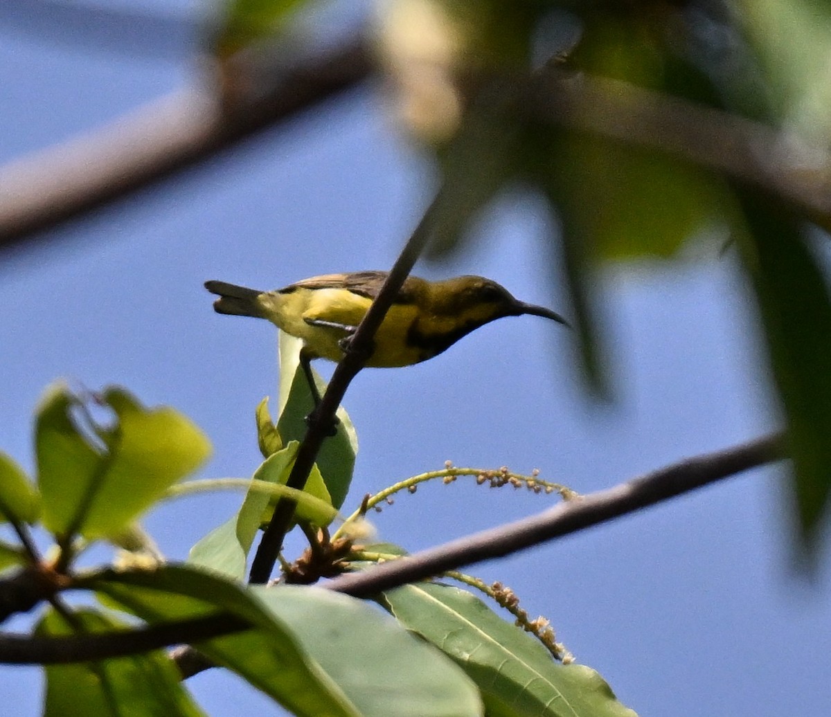 Ornate Sunbird - ML644802186
