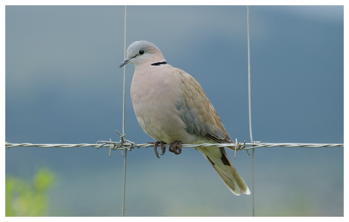 Ring-necked Dove - ML644802197