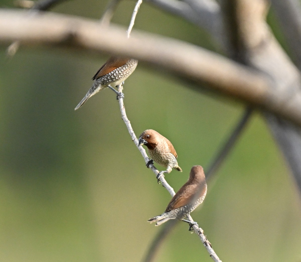 Scaly-breasted Munia - ML644802203