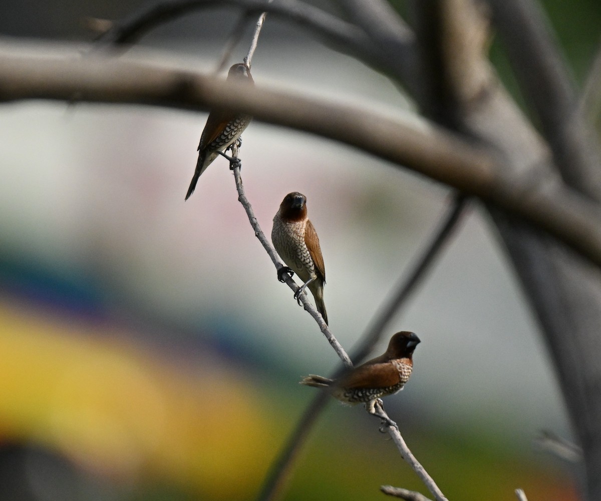Scaly-breasted Munia - ML644802204