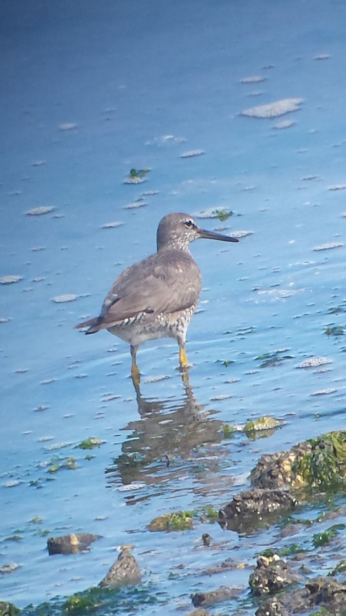 Wandering Tattler - ML64480221