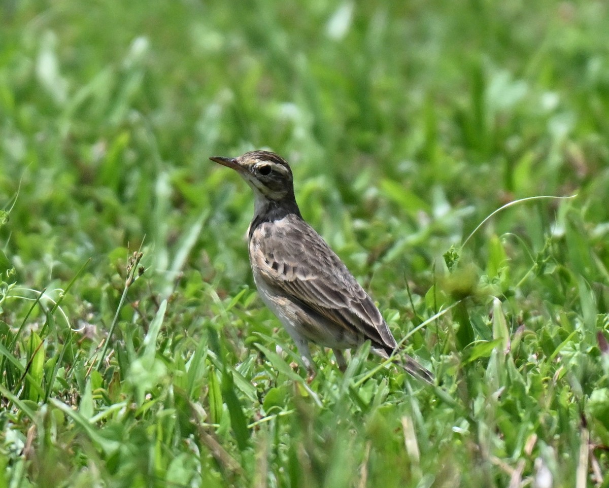 Paddyfield Pipit - ML644802214