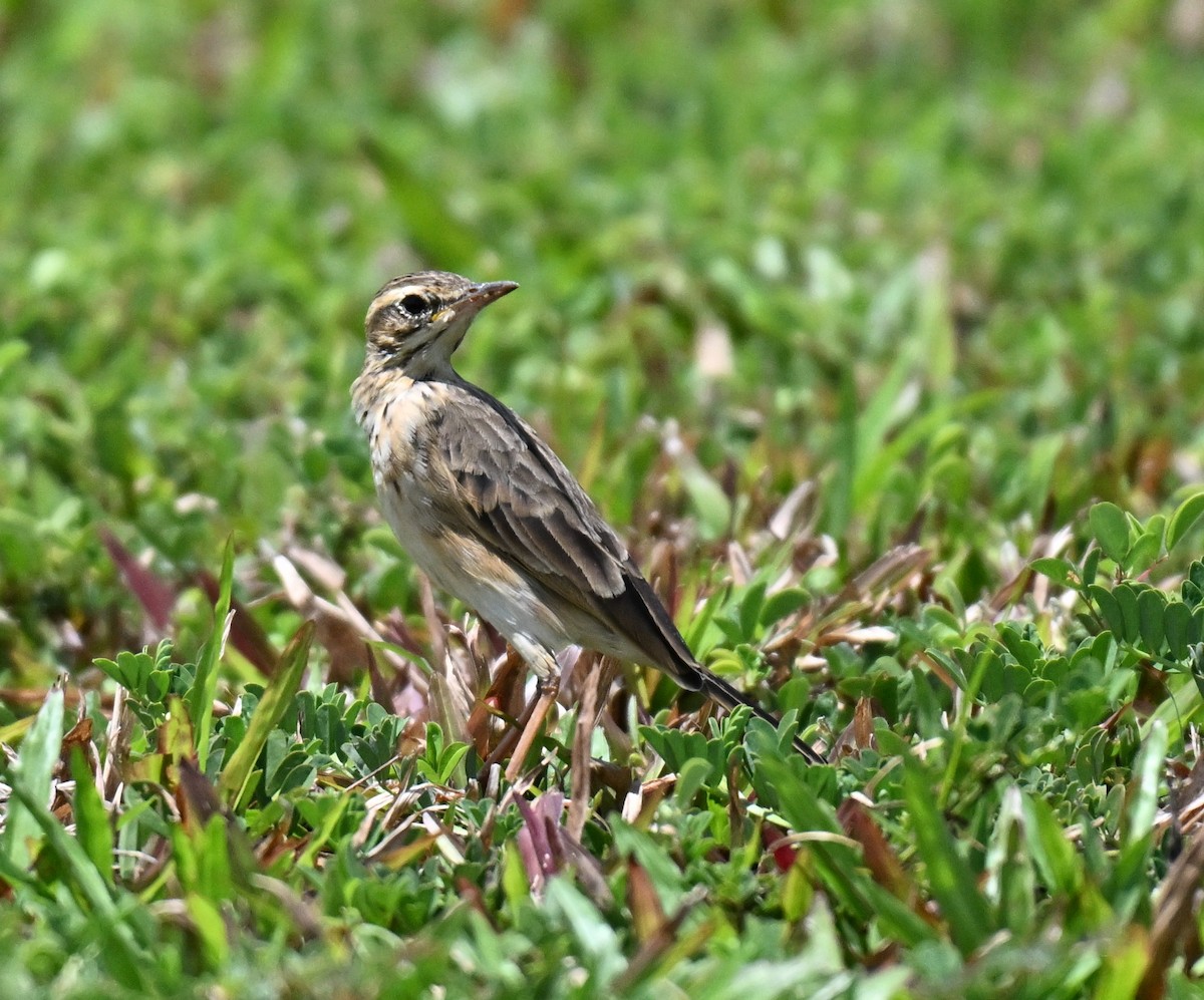 Paddyfield Pipit - ML644802215