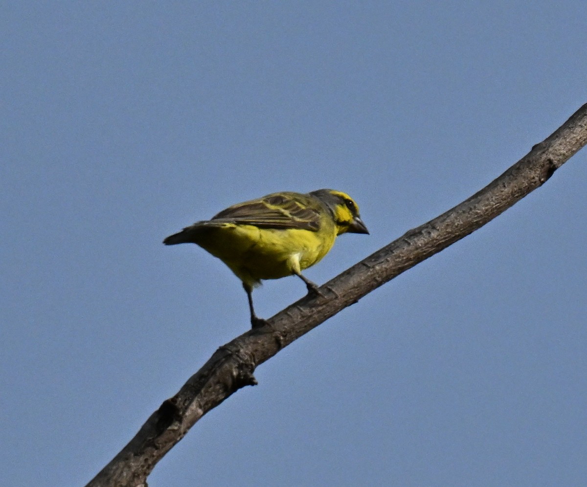 Yellow-fronted Canary - ML644802226