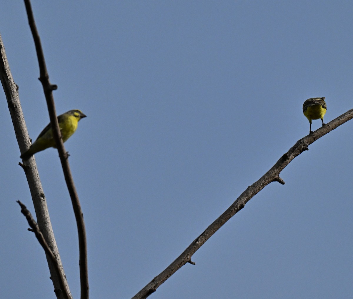Yellow-fronted Canary - ML644802227