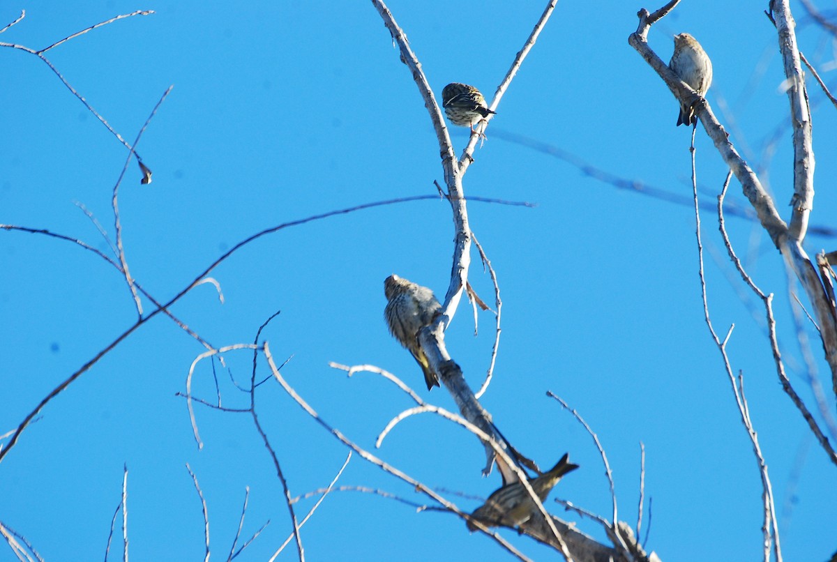 Pine Siskin - ML644802228